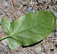 Foto Grundlätter Rumex alpestris